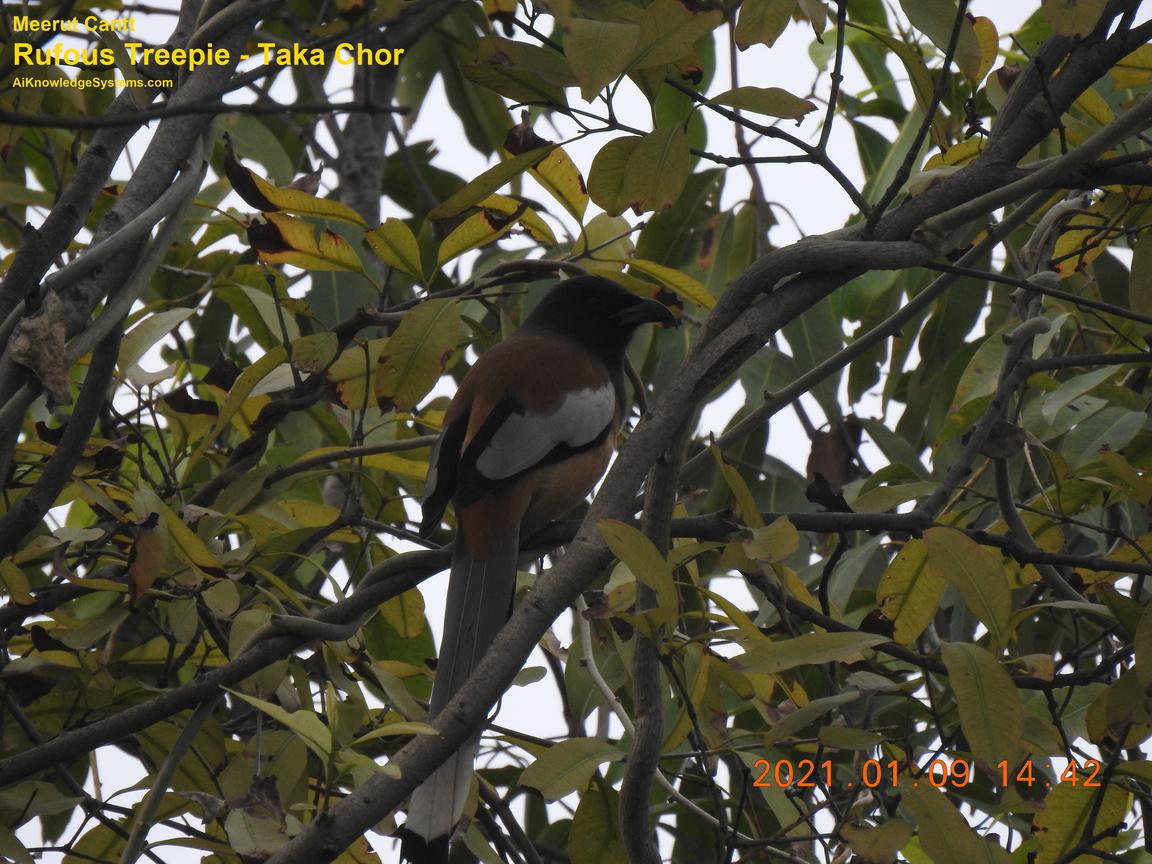 Rufous Treepie (85) Coming Soon